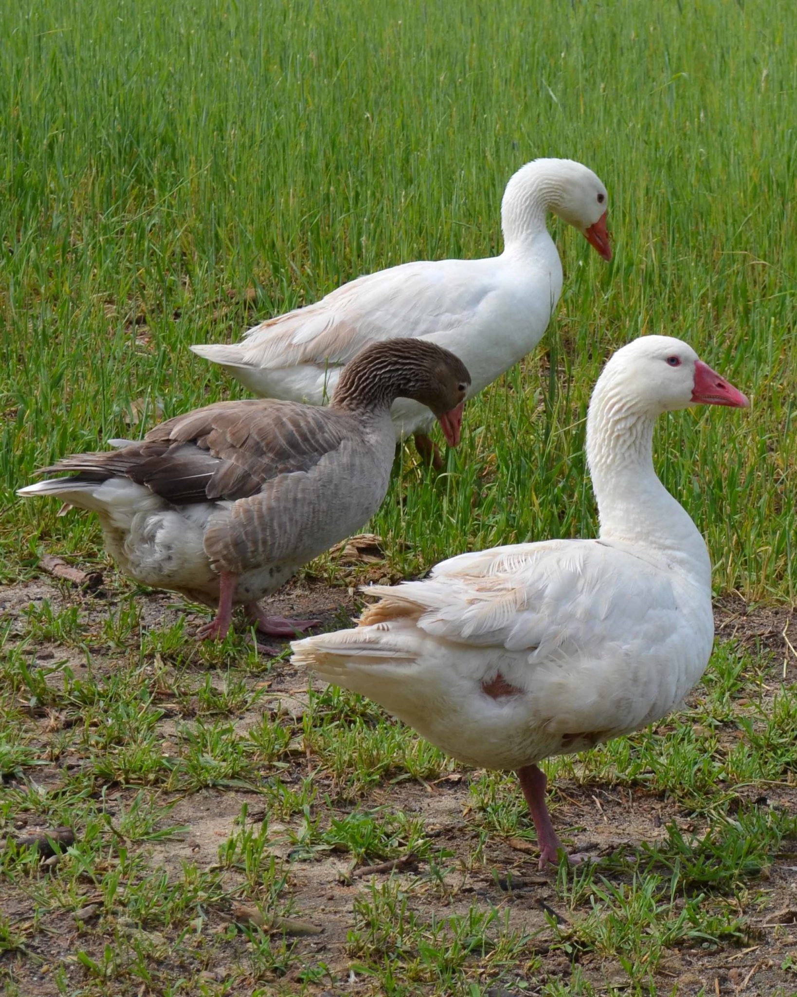 Legacy of the Cotton Patch Goose Backyard Poultry